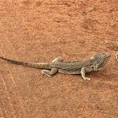 Pogona vitticeps at Menindee, NSW - suppressed