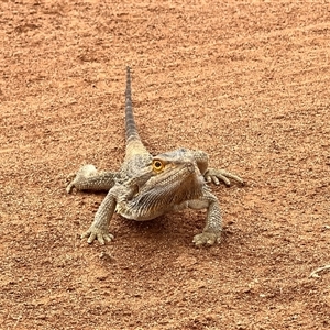 Pogona vitticeps at Menindee, NSW - suppressed