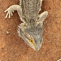 Pogona vitticeps at Menindee, NSW - suppressed