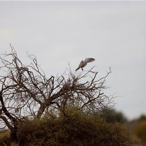 Ocyphaps lophotes at Menindee, NSW - 25 Apr 2025 10:05 AM