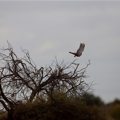 Ocyphaps lophotes at Menindee, NSW - 25 Apr 2025 10:05 AM