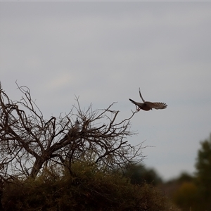 Ocyphaps lophotes at Menindee, NSW - 25 Apr 2025 10:05 AM