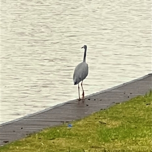 Egretta novaehollandiae at Wentworth, NSW - 25 Apr 2025 05:27 PM