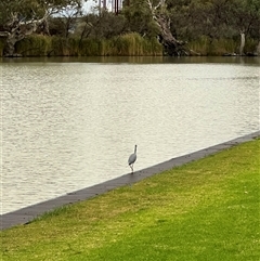 Egretta novaehollandiae at Wentworth, NSW - 25 Apr 2025 05:27 PM
