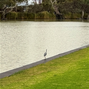 Egretta novaehollandiae at Wentworth, NSW - 25 Apr 2025 05:27 PM