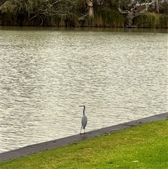 Egretta novaehollandiae at Wentworth, NSW - 25 Apr 2025 05:27 PM