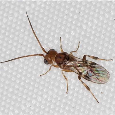 Phanerotoma sp. (genus) at Melba, ACT - 23 Apr 2025 by kasiaaus