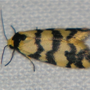 Thallarcha trissomochla at Bolivia, NSW - suppressed