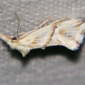 Heliocosma argyroleuca at Bolivia, NSW - suppressed
