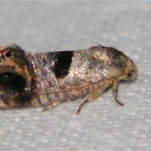 Eupselia beatella at Bolivia, NSW - suppressed