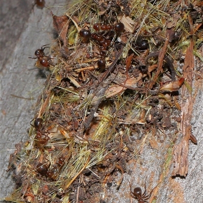 Papyrius nitidus at Acton, ACT - 25 Apr 2025 by TimL