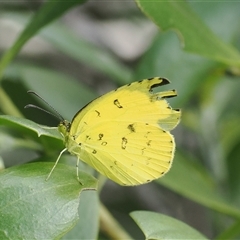 Eurema hecabe (Large Grass-yellow) at Berry, NSW - 8 Apr 2025 by RAllen