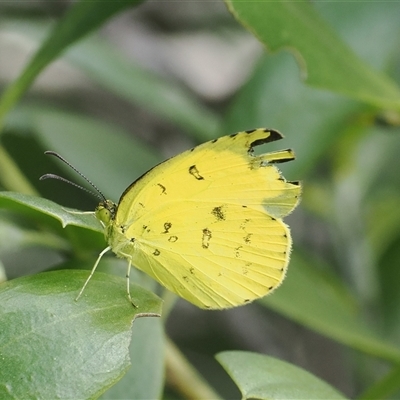 Eurema hecabe (Large Grass-yellow) at Berry, NSW - 8 Apr 2025 by RAllen