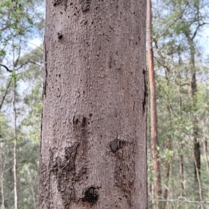 Eucalyptus punctata at Bucketty, NSW - 26 Apr 2025 09:10 AM