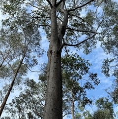 Eucalyptus punctata at Bucketty, NSW - 26 Apr 2025 09:10 AM