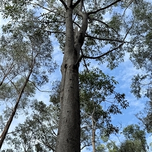 Eucalyptus punctata at Bucketty, NSW - 26 Apr 2025 09:10 AM