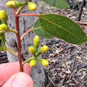 Eucalyptus punctata at Bucketty, NSW - 26 Apr 2025 09:10 AM