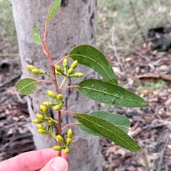 Eucalyptus punctata at Bucketty, NSW - 26 Apr 2025 09:10 AM