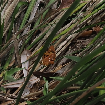 Ocybadistes walkeri at Berry, NSW - 8 Apr 2025 by RAllen