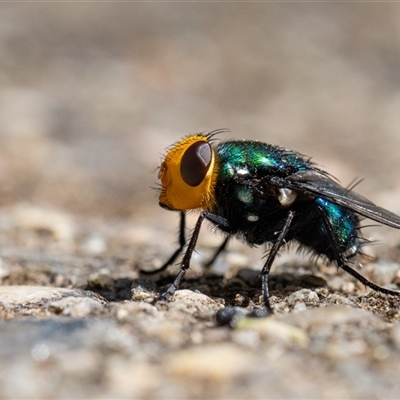 Amenia sp. (genus) (Yellow-headed Blowfly) at Paddys River, ACT - 31 Dec 2024 by Cristy1676
