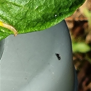 Formicidae (family) at Copmanhurst, NSW - suppressed