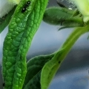 Formicidae (family) at Copmanhurst, NSW - suppressed
