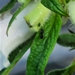 Formicidae (family) at Copmanhurst, NSW - suppressed