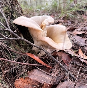Omphalotus nidiformis at Bucketty, NSW - 26 Apr 2025 08:51 AM