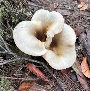 Omphalotus nidiformis at Bucketty, NSW - 26 Apr 2025 08:51 AM