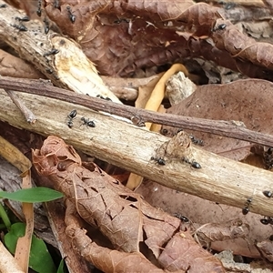 Technomyrmex sp. (genus) at Copmanhurst, NSW - suppressed