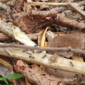 Technomyrmex sp. (genus) at Copmanhurst, NSW - suppressed