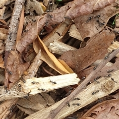 Technomyrmex sp. (genus) at Copmanhurst, NSW - suppressed