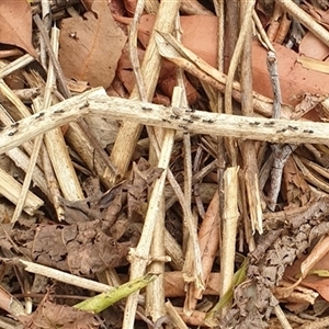 Technomyrmex sp. (genus) at Copmanhurst, NSW - suppressed