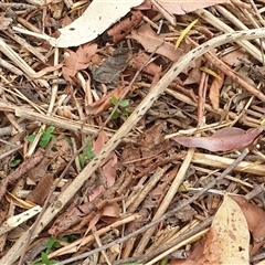 Technomyrmex sp. (genus) at suppressed - suppressed