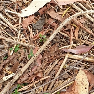 Technomyrmex sp. (genus) at Copmanhurst, NSW - suppressed