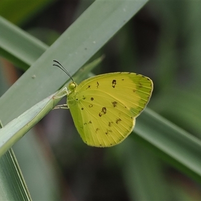 Eurema hecabe (Large Grass-yellow) at Gerroa, NSW - 8 Apr 2025 by RAllen