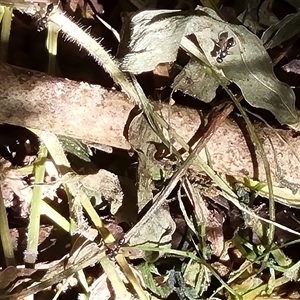 Sepsidae (family) at suppressed - suppressed