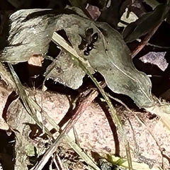 Sepsidae (family) at suppressed - suppressed