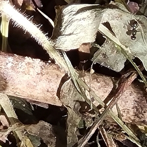 Sepsidae (family) at suppressed - suppressed
