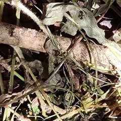 Sepsidae (family) at suppressed - suppressed