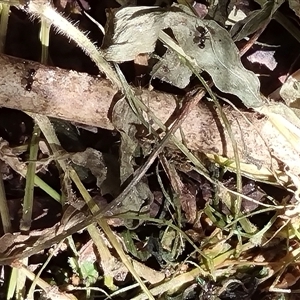 Sepsidae (family) at Copmanhurst, NSW - suppressed