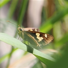 Ocybadistes walkeri at Gerroa, NSW - 8 Apr 2025 by RAllen