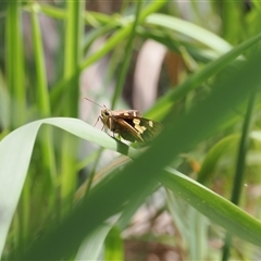 Trapezites symmomus at Gerroa, NSW - 8 Apr 2025 01:40 PM