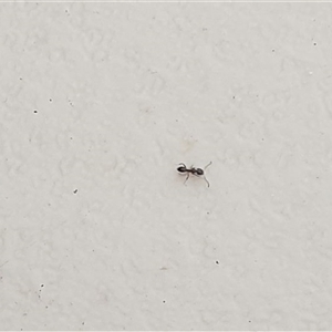 Formicidae (family) at Copmanhurst, NSW - suppressed
