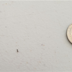 Formicidae (family) at Copmanhurst, NSW - suppressed