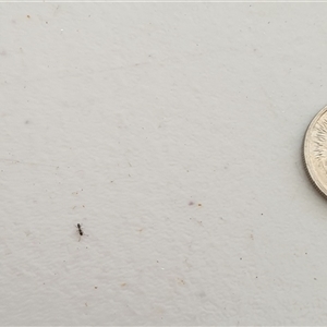 Formicidae (family) at Copmanhurst, NSW - suppressed