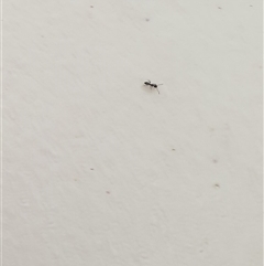 Formicidae (family) at Copmanhurst, NSW - suppressed