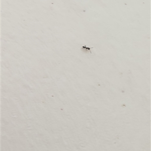 Formicidae (family) at Copmanhurst, NSW - suppressed