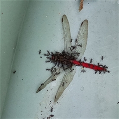 Iridomyrmex sp. (genus) at Copmanhurst, NSW - suppressed