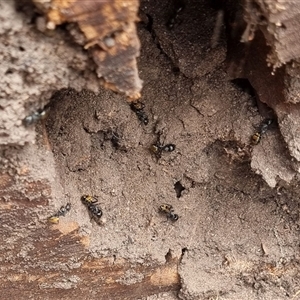 Camponotus aeneopilosus at Copmanhurst, NSW - suppressed